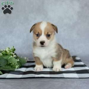 Kylie, Pembroke Welsh Corgi Puppy